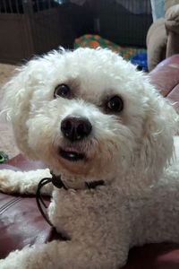 Kaiser Von Lee Komes