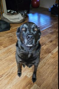 DOG (say each letter)  Jensen