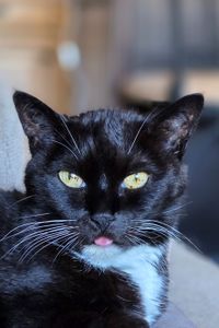 Penny KittenFace Trobaugh