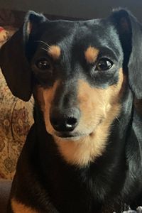 Tibit The Wonderdog Peterson