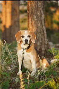 Mazee a.k.a. Beagle, Beags  Harnflickettwaite