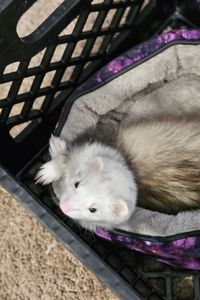 Scarlett Jean Smolos