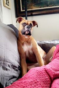 Dozer Doughboy Barber