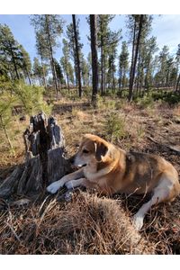 Autumn Bear Ellerton