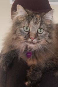 Mitzi  Abernathy
