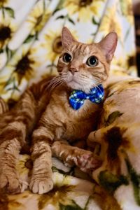 Jonesy  Ellington