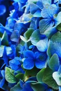 Maureen T. (Reardon) Reynolds