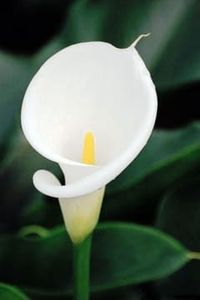 Ann (Sullivan) Morris