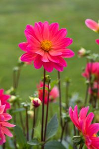 Doreen Joyce Colwill