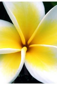 Christopher Stephen Cutler