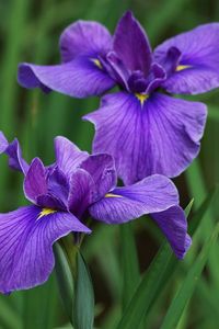 Sylvia Elisabeth Earl