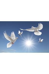 Twin Angels Heaven & Onyx  Johnson