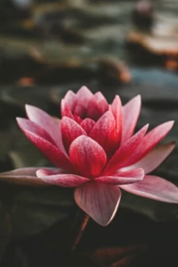 Valerie Lynn Cornelius