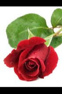 Janet Theodora D'Lima