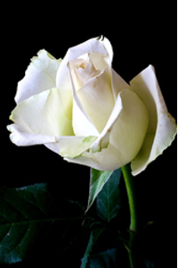 Margie Ruth Trowbridge