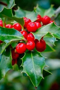 Phl8mqrdv2pLfjGaholly