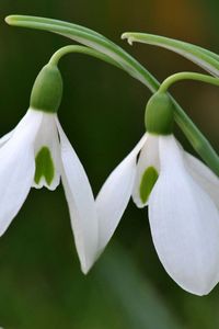 The Hon. Fiona Rosea Campbell