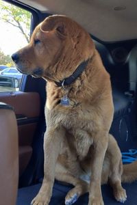 Noodle T. Warburton  .  