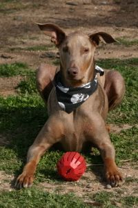 Boris Vladimir von Kloud  .  