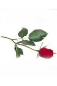 Dulcie L. Vein