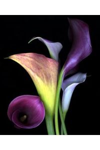Lillian J. "Mam" Sanders
