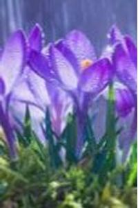 Sandra Sue Bradford Obituary, Sherman, TX