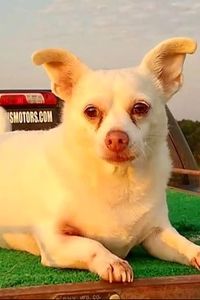 Sammie  Mahan