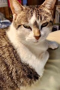 Miss Kitty  Troub