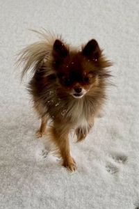 Coco Bean Warren