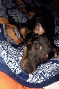 Roxy  Chase