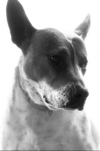 Anubis  Knox