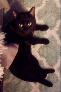 Toothless  Sherwood-Welsh