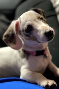 Winter Noel Burgener