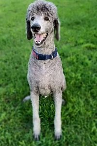 Platinum Lite McCormick