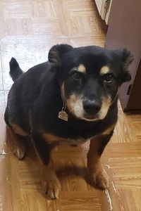 Tobi  Statser