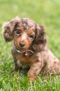 Sadie Sue Garrison