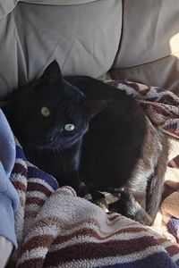 Binx  McCollum