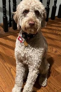Teddy Bear  Shehorn