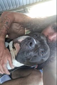 Brutus Maximus Parmely I