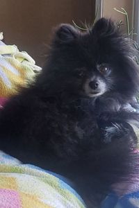 Bandit  Knoles