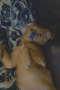 Bear  Duncan