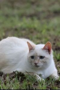 Suri  McGee