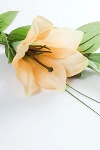 Maureen Janice Percival