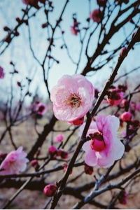 Linda Carole Isaacks