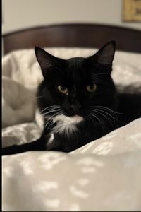 Milo Binx Peterson