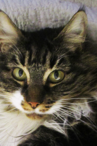 Barsa Cat González
