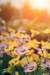 Barbara Jo Young