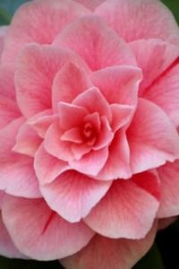 Norma Jean Burrell