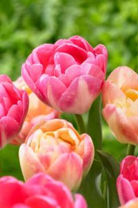 Shirley Kay Foreman-Foster