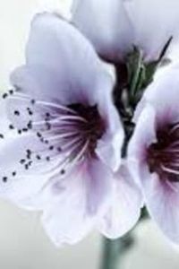 Mary Ann Holt